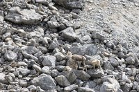 Steenschapen
